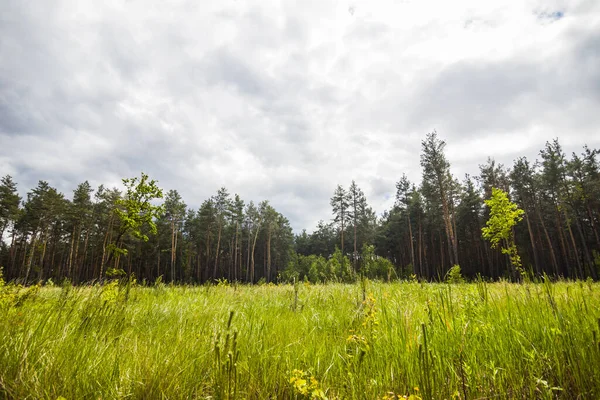 Bulutlu bir günde ormandaki güzel yeşil çayır.