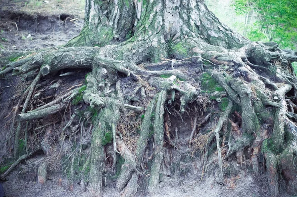 Yeşil Ormandaki Yosunlu Uzun Çam Kökleri - Stok İmaj