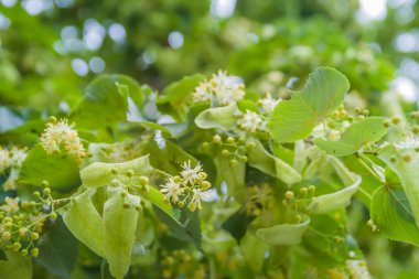 Açık havada çiçekli ıhlamur. Çiçekler açan ıhlamur ağacı ağacı çayı, doğal arka plan, bahar hazırlamak için kullanılır..