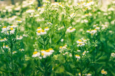 Yazın doğa, çayırda yabani çiçekler. Matricaria papatya ya da İtalyan, Alman, Macar papatyası. Çiçekler papatya çayı sıradan bir yakın plan. tıbbi papatya çayı ile arka plan.