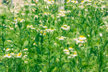 Yazın doğa, çayırda yabani çiçekler. Matricaria papatya papatya çayı ya da İtalyan-Alman-Macar papatyası. Her zamanki gibi yakın plan çekimde. Tıbbi geçmişi olan bir papatya çayı..