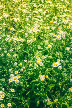Yazın doğa, çayırda yabani çiçekler. Matricaria papatya ya da İtalyan, Alman, Macar papatyası. Çiçekler papatya çayı sıradan bir yakın plan. tıbbi papatya çayı ile arka plan.