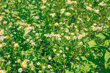Yazın doğa, çayırda yabani çiçekler. Matricaria papatya papatya çayı ya da İtalyan-Alman-Macar papatyası. Her zamanki gibi yakın plan çekimde. Tıbbi geçmişi olan bir papatya çayı..