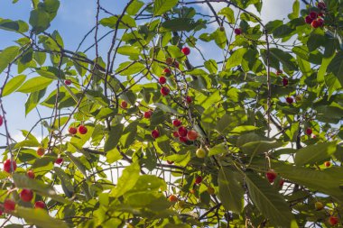 Olgunlaşmamış sarı ve kırmızı kirazlar yazın ağaçta olgunlaşır, sığ tarlanın derinliği, arka planda yeşil yapraklar. Güzel güneşli bir gün