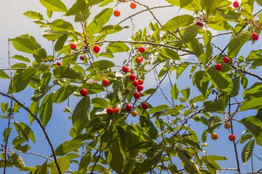 Olgunlaşmamış sarı ve kırmızı kirazlar yazın ağaçta olgunlaşır, sığ tarlanın derinliği, arka planda yeşil yapraklar. Güzel güneşli bir gün