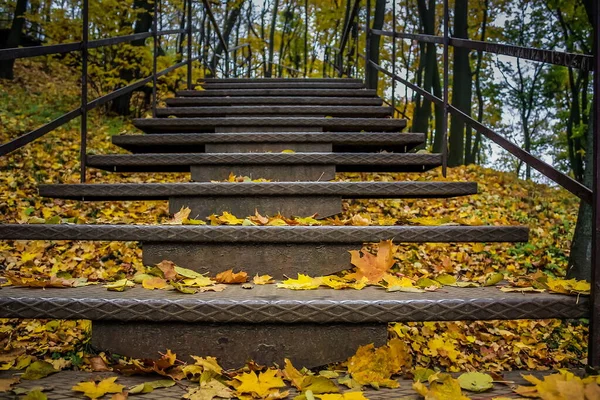 Sonbahar ormanında demir merdiven, merdivenlerde sarı yapraklar. 
