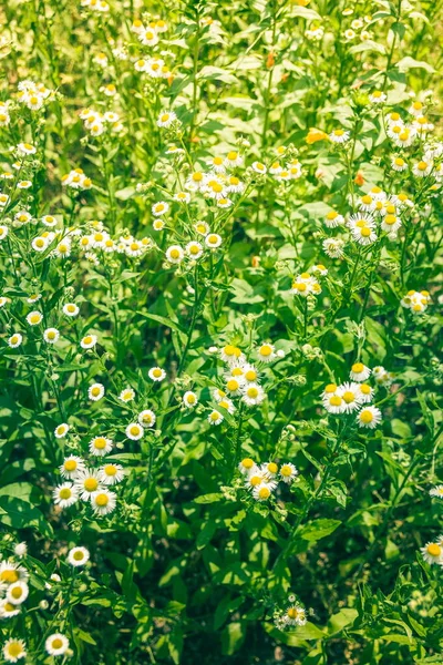 Yazın doğa, çayırda yabani çiçekler. Matricaria papatya ya da İtalyan, Alman, Macar papatyası. Çiçekler papatya çayı sıradan bir yakın plan. tıbbi papatya çayı ile arka plan.