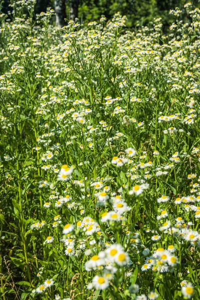 Yazın doğa, çayırda yabani çiçekler. Matricaria papatya ya da İtalyan, Alman, Macar papatyası. Papatya çiçeği tarlası. tıbbi papatya çayı ile arka plan.
