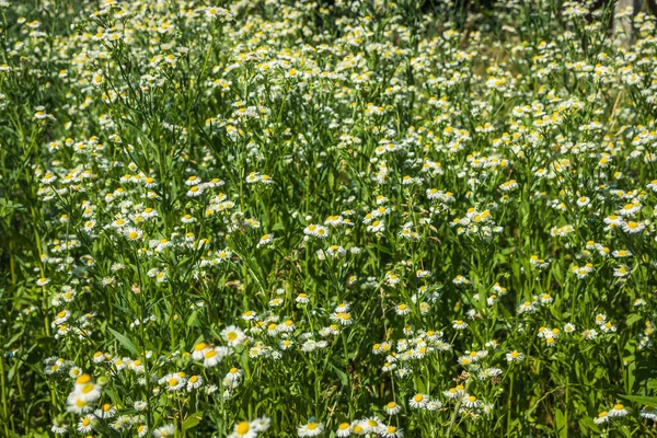 Nature Été Fleurs Sauvages Dans Les Prairies Matricaria Camomilla Camomille — Photo