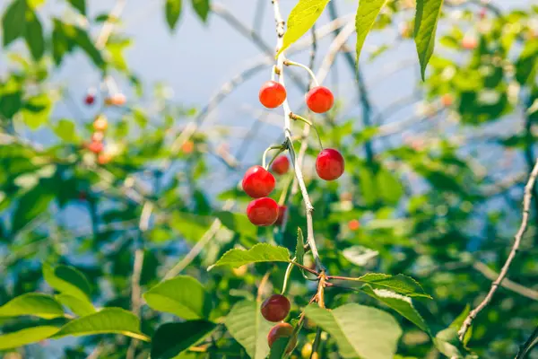 Cerejas Amarelas Vermelhas Não Maduras Amadurecem Árvore Verão Profundidade Rasa — Fotografia de Stock