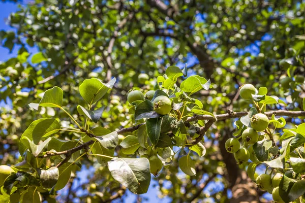 Niedojrzałe Zielone Jabłka Sad Młoda Jabłoń Dojrzałe Zbiory Owoców — Zdjęcie stockowe