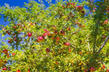 Bahçesinde meyve yetişen kiraz eriği ağacı. Çiftlikteki bahçedeki bir ağacın üzerinde erik eriği. Organik tarım. Meyve bahçesindeki kiraz eriği dalında yetişen olgun erik meyveleri.