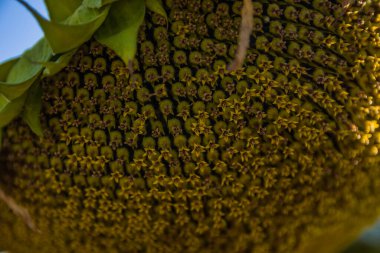 Ayçiçeği tohumu, tarlada yetişen birkaç solgun taç yaprağı ile birlikte. Olgunlaşan ayçiçeği kapanıyor