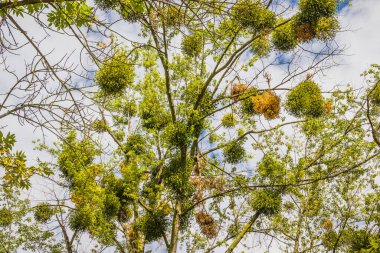 Ökseotu (lat. Yaprak döken ağaçların gövdelerinde ve dallarında bulunan parazit bitkisi.