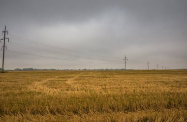 Bulutlu havada elektrik hatları devrede. Sonbahar sahasında elektrik kabloları olan iç karartıcı bir manzara..