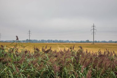 Bulutlu havada elektrik hatları devrede. Sonbahar sahasında elektrik kabloları olan iç karartıcı bir manzara..