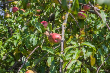 Bahçedeki bir dalda kırmızı elmalar yetişir. Ağustosta olgun elmalar