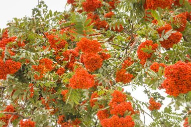 Kırmızı böğürtlenli Rowan dalları. Bir Rowan ağacının dallarında kırmızı Rowan meyveleri ve bulutlu bir gökyüzünde yeşil yapraklar.
