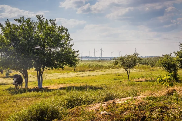 Windwielen Een Veld Het Platteland Van Oekraïne Wind Boerderij Buurt — Stockfoto