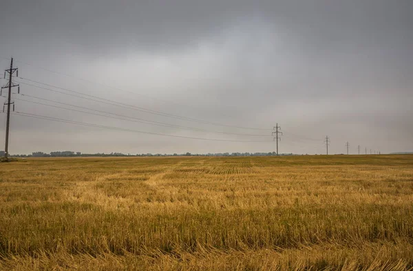 Elektrische Leidingen Het Veld Bij Bewolkt Weer Depressief Landschap Met — Stockfoto