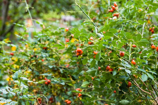 Foto Embaçada Profundidade Campo Rasa Quadris Rosa Contêm Uma Grande — Fotografia de Stock