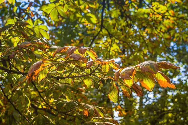 Horse Chestnut Leaves Begin Dry Curl Edges Due Heat Drought — Stock Photo, Image