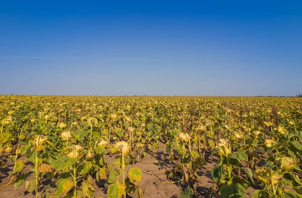 Ripe Sunflower Foreground Field Sunflowers Sunny Day Royalty Free Stock Images