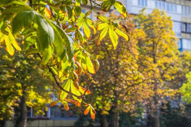 At kestanesi yaprakları sıcak ve kuraklıktan dolayı kuruyup kıvrılmaya başlar. Yaprağın rengi yeşilden sarıya ve sonra kahverengiye doğru düzgün değişir. Sonbaharın başında. Seçici odak.