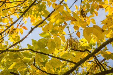 Sonbahar yaprakları mavi gökyüzü arka planında. Altın sonbahar. Mavi gökyüzüne karşı altın yapraklar, sonbahar güneşli arka plan