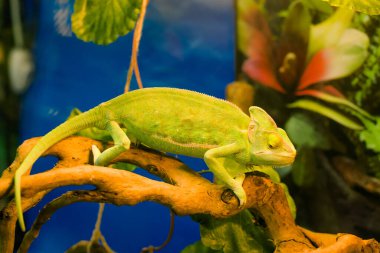 Güzel yeşil bukalemun, benekli pullu derisi ve kameraya bakan bir dalda dönen gözleri var..