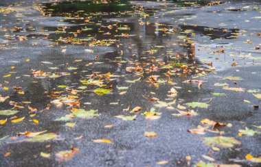 Sonbahar yaprakları yağmur sırasında su birikintisine düşer.