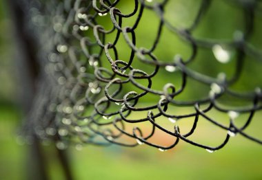 Hasır bir demir çitin üzerindeki yağmur damlalarının yumuşak odaklı görüntüsü. Yakın plan.