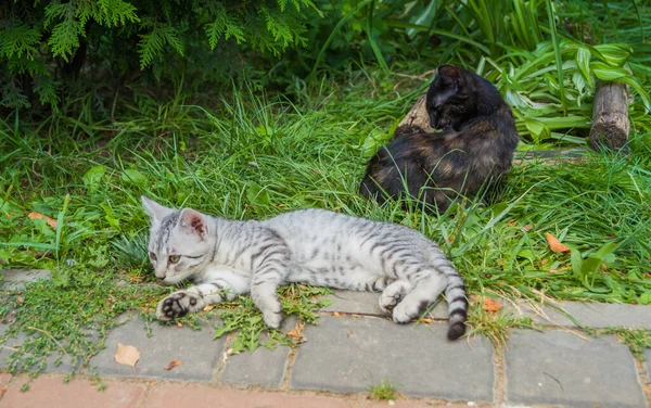 Sevimli Kedi Yavrusu Çizgili Siyah Kaldırımın Kenarındaki Çimlerin Üzerinde Yatıyor — Stok fotoğraf