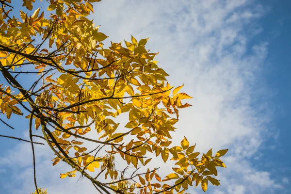 秋天的叶子盖在蓝天的背景上 金秋金黄的叶子映衬着蓝天 秋天阳光明媚的背景 — 图库照片