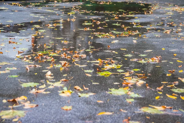 秋叶雨中落在水坑里 — 图库照片
