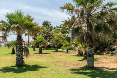 Yeşil çimenlikte palmiye ağaçları. Mavi gökyüzü.