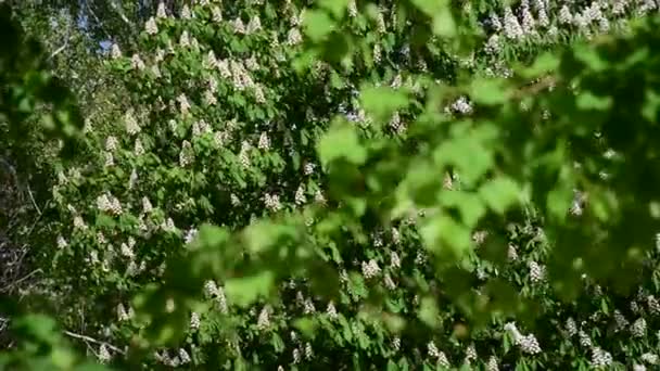 Ruční střílení kvetoucích kaštanů na jaře — Stock video