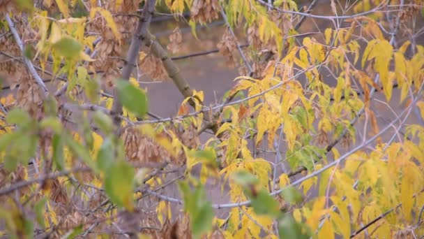 Podzimní pozadí. Žluté a zelené listy na větvích v zamračený podzimní den — Stock video