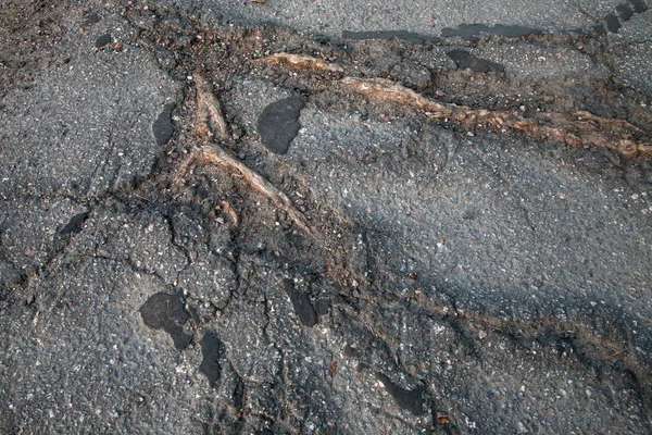 Dos raíces de un viejo árbol rompen el asfalto — Foto de Stock