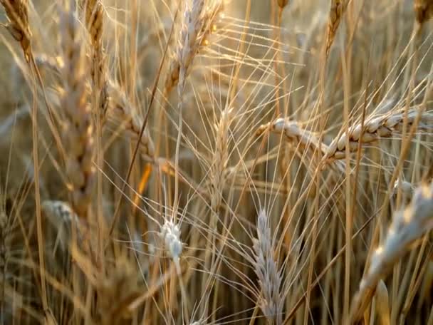 Campo Trigo Filmado Atardecer Cuando Amanece — Vídeo de stock