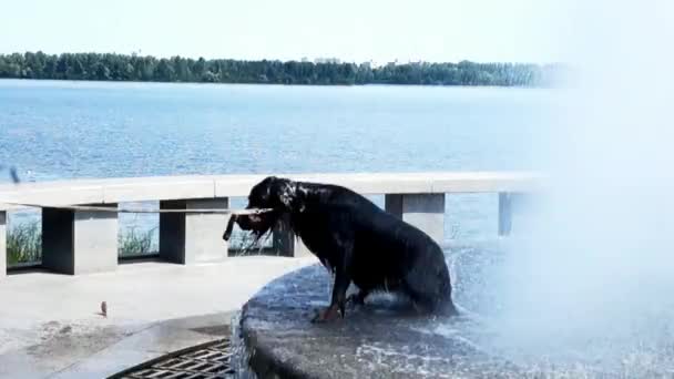 噴水がビデオ映像で泳いだ後の犬 — ストック動画