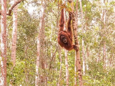 Orangutanlar ağaçlarda öylesine sallanırken