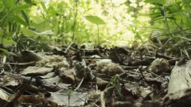 makro karınca sürükler gıda