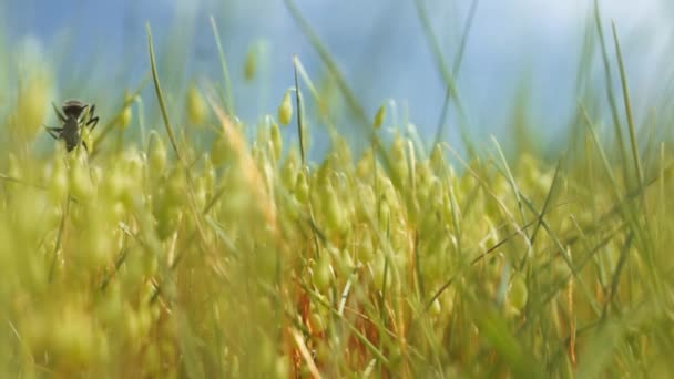 Macro Photography Grass Wet Soil Beautiful Bokeh — Stock Video