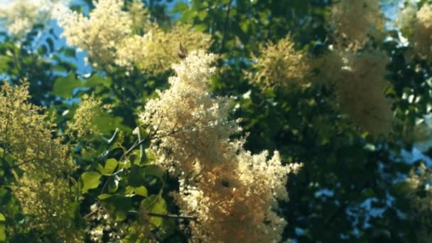 Butterfly Insekt Plocka Upp Pollen Våren Slow Motion — Stockvideo