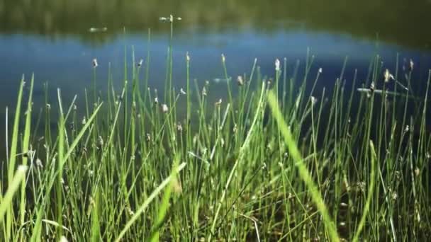 Marécage Herbe Insectes Libellules Voler — Video