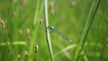 Bataklık çim böcekler yusufçuk sineği