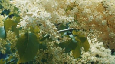 Ağır çekim bahar böcek alarak polen