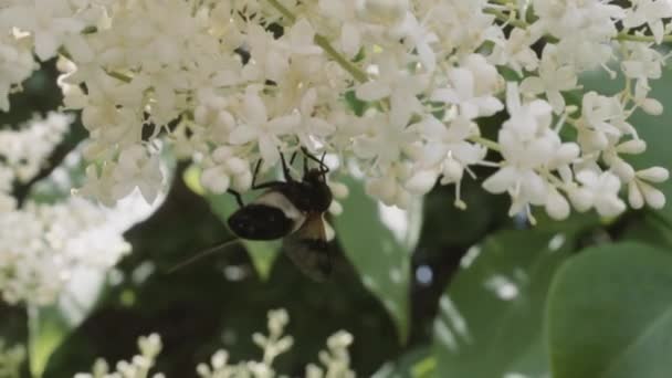 Das Insekt Sammelt Pollen — Stockvideo