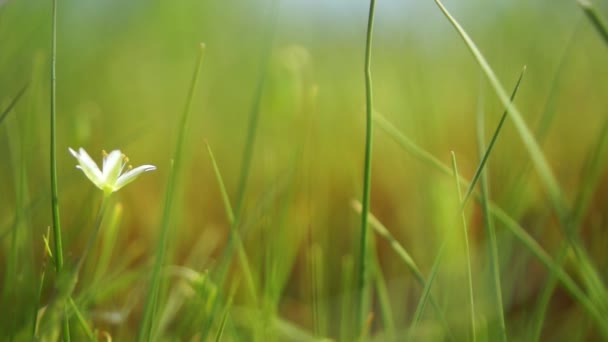 Макро Фотографии Травы Влажные Почвы Боке Красивый Белый Цветок — стоковое видео